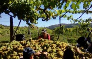 Região dos Vinhos Verdes vai produzir 70 milhões de litros este ano menos que em 2018