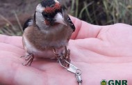 Homem detido em Esposende por captura de aves selvagens