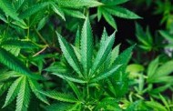 Universidade de Coimbra e empresa canadiana juntam-se na investigação de medicamentos derivados da canábis