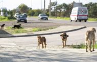 Cerca de 600 ataques de cães a rebanhos todos os anos no Minho
