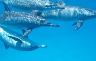 AMBIENTE. Investigadores da Universidade do Algarve testam formas de afastar golfinhos das redes de pesca