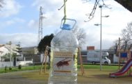 Esposende coloca armadilhas para captura de vespa asiática
