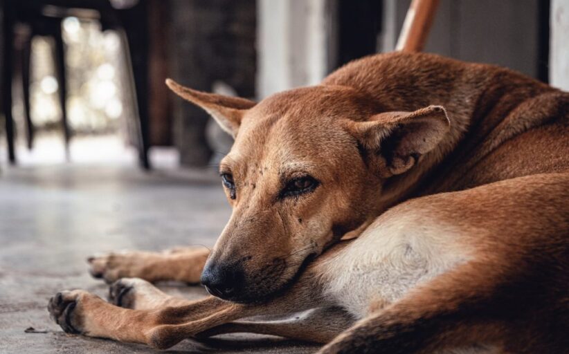 PAN questiona Câmara de Barcelos sobre políticas de bem-estar animal