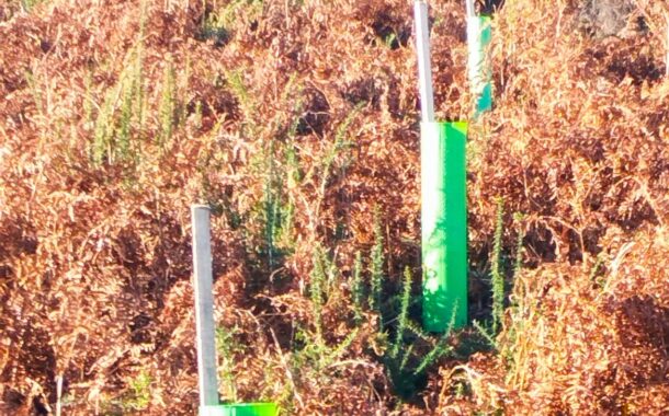 Valença planta 100 mil árvores autóctones
