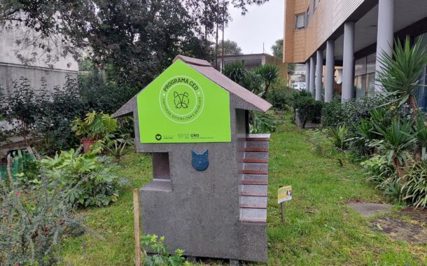 Guimarães coloca 20 abrigos para gatos de rua