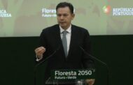 Plano Floresta prevê investimento de 6.500 milhões de euros até 2050