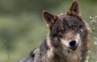 Espanha. Caça ao lobo volta a ser permitida a norte do rio Douro