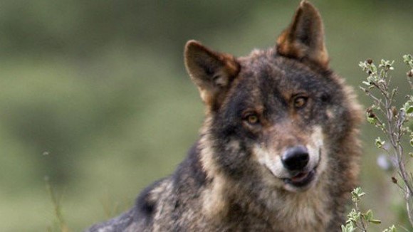 Espanha. Caça ao lobo volta a ser permitida a norte do rio Douro