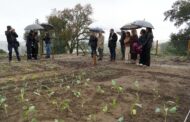 Braga. Bairro Nogueira da Silva inaugura Hortas Comunitárias