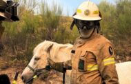 GNR salva cavalo do incêndio em Ponte da Barca