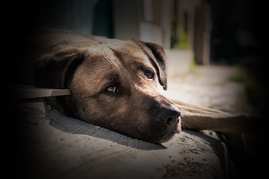 Braga é dos distritos com mais casos de abandono e maus-tratos a animais